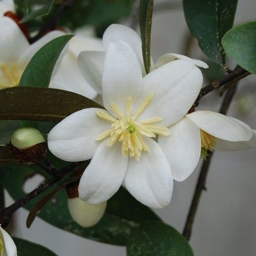 Michelia Snow White - 2.5Ltr (40/60)