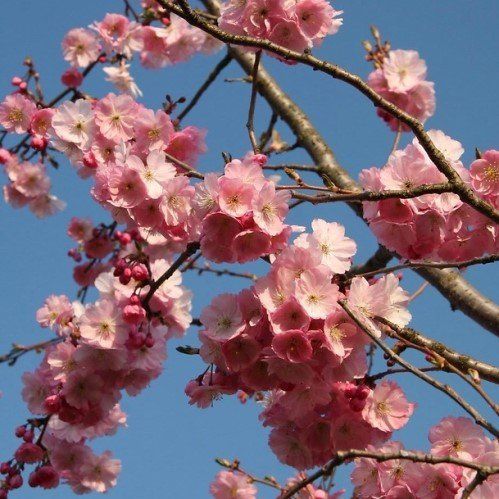 Prunus serrulata - Pb6.5