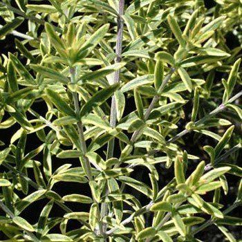 Westringia Highlight, Coastal Rosemary - Pb5 (25/30)