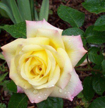 Rose Peace (hyb. tea, standard)