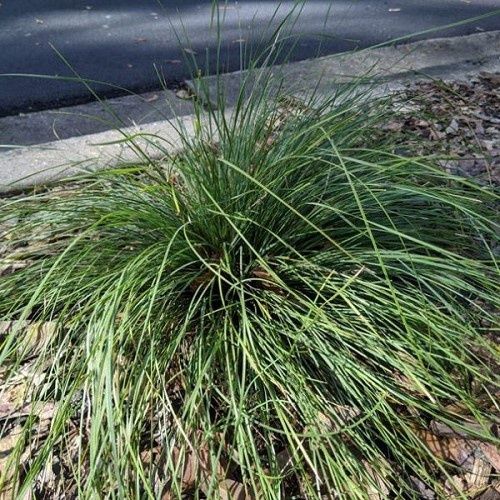 Lomandra l. Evergreen Baby - 2Ltr/2.5Ltr (25/35)