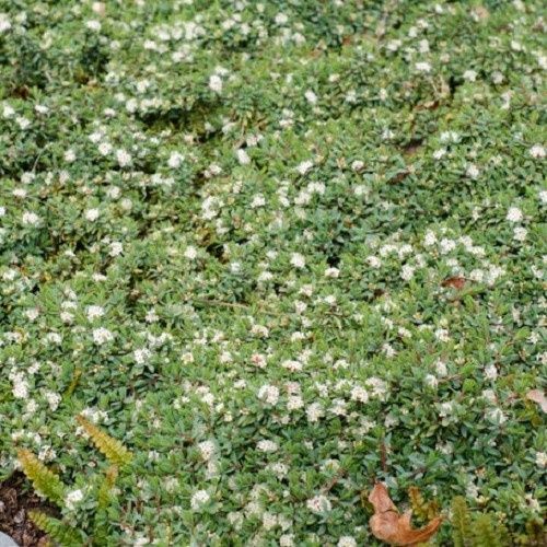 Pimelea Misty Blue - 1.5Ltr