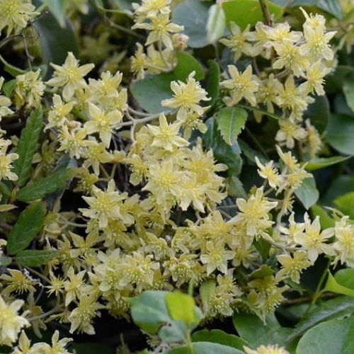 Clematis forsteri - 1.5Ltr (60/80)