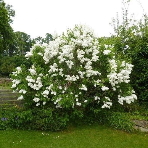 Syringa vulgaris Alba - Pb12/Pb18