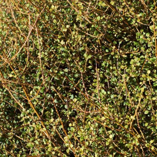 Coprosma virescens, Mingimingi - Pot (15/20)