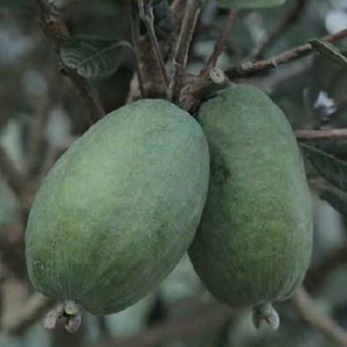 Feijoa Den&#39;s Choice - Pb8