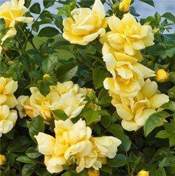 Rose Flower Carpet Gold