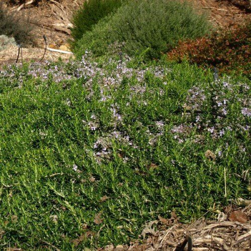 Rosmarinus prostrata - Pot