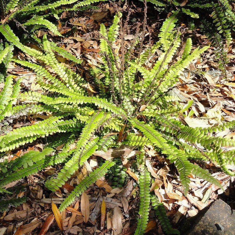 Blechnum fluviatile, Kiwikiwi - Pb6.5