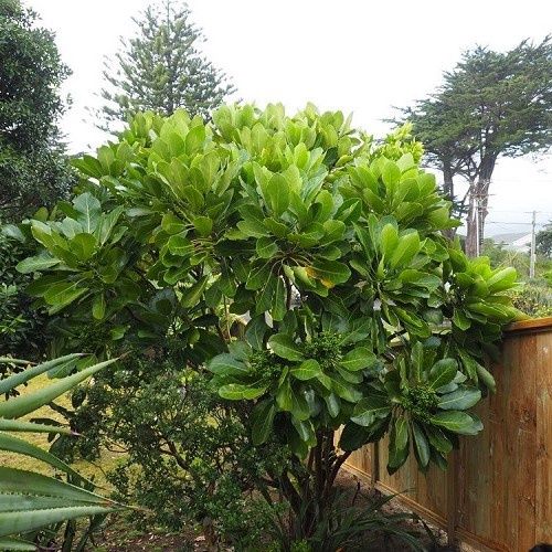 Meryta sinclairii, Puka - Pb12