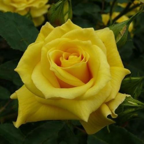 Rose Friesia (floribunda, standard)