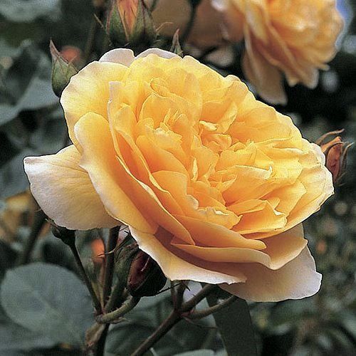 Rose Graham Thomas (Austin, standard)