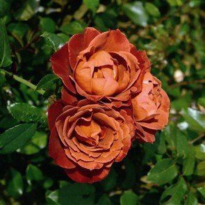 Rose Hot Chocolate (floribunda)