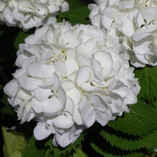 Hydrangea Bridal Bouquet - Pb 6.5