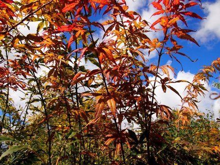 Acer scolopendrifolium Atropurpureum - Pb28
