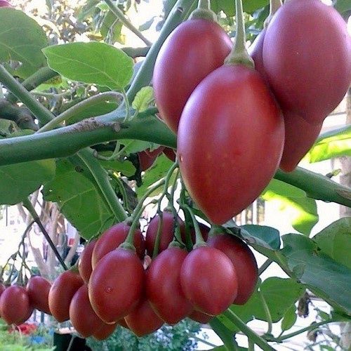 Tamarillo Tango - 1.9Ltr