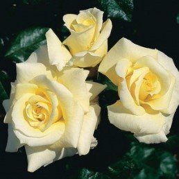 Rose Scentasia (floribunda)