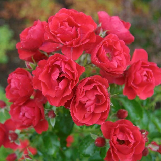 Rose Flower Carpet Scarlet