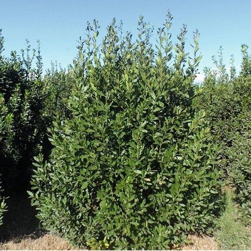 Laurus nobilis, Bay Tree - 45Ltr (180/240 cm)