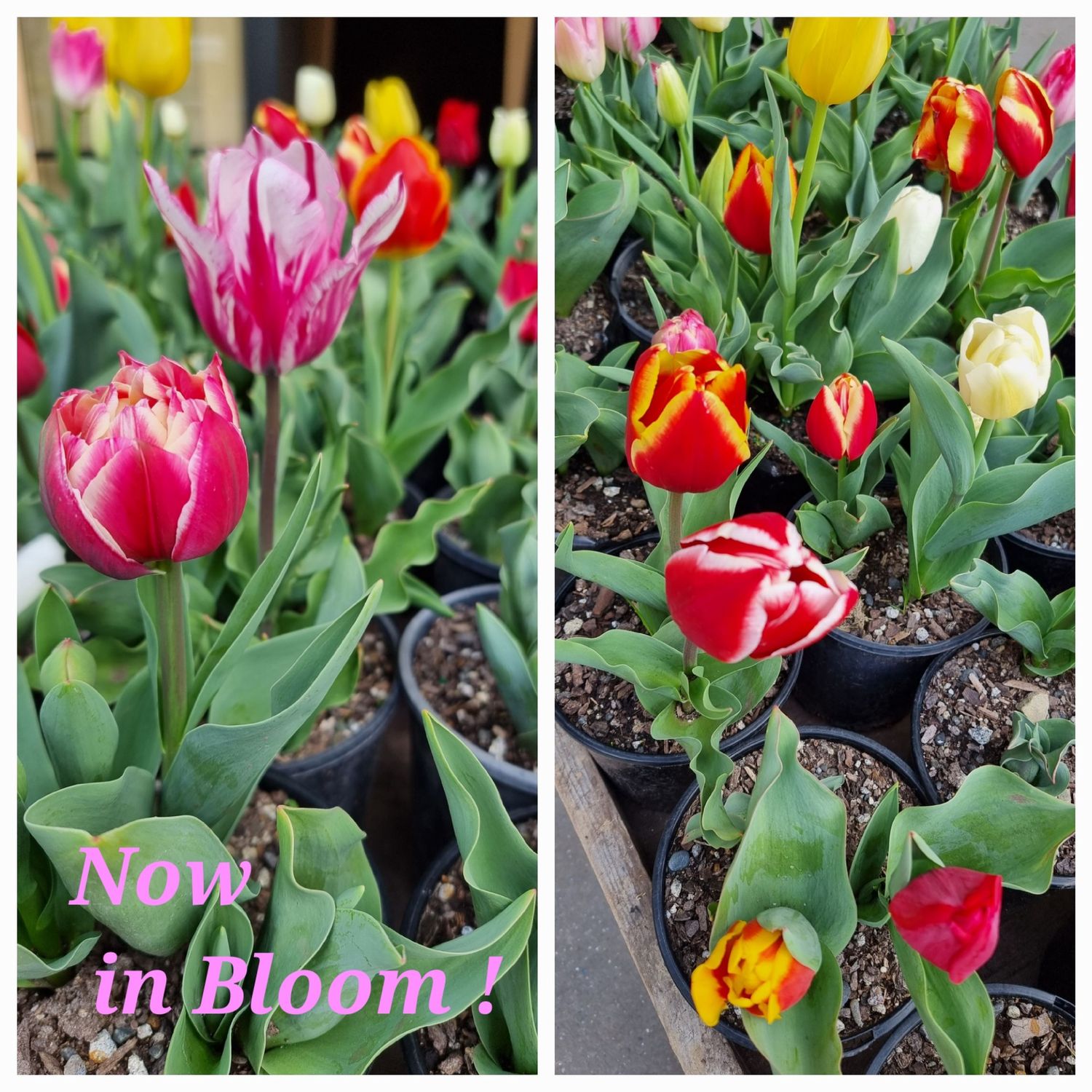 Tulip Mixed - Pot