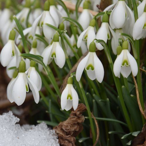 Galanthus elwesii - Snowdrop