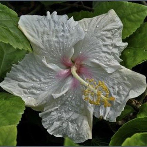 Hibiscus Cromwell - 2.5Ltr