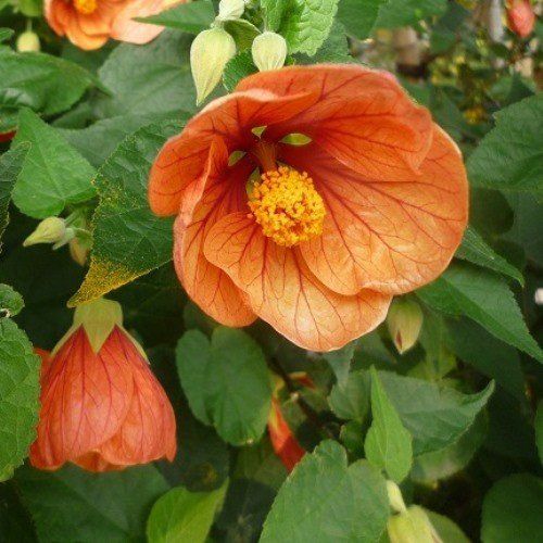 Abutilon Orange - 2Ltr/Pb6.5