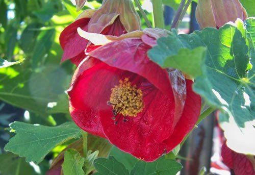 Abutilon Red - 2Ltr/Pb6.5