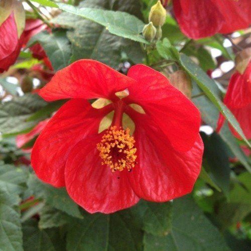 Abutilon Lucky Lantern Red - 2Ltr/Pb6.5