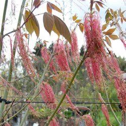 Acer negundo Violaceum - Pb40