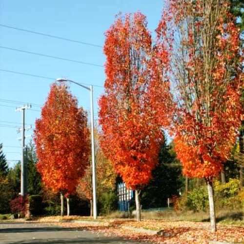 Acer rubrum Columnare, Red Maple - 45Ltr