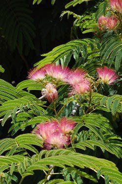 Albizia Rosea, Silk Tree - Pb8
