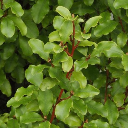 Myrsine australis, Red Matipo - Pb6.5 (60/80)