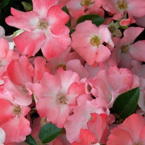 Rose Flower Carpet Coral