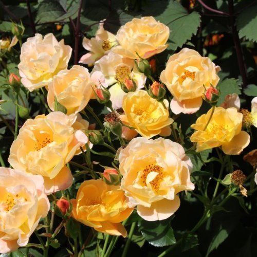 Rose Flower Carpet Amber