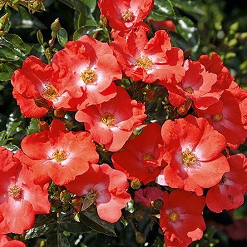 Rose Flower Carpet Sunset