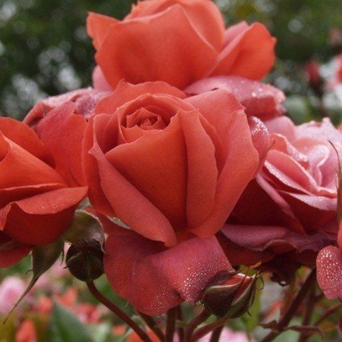 Rose Kiwi (hyb. tea, standard)