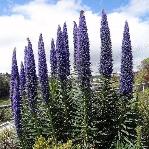 Echium pininana - Pot