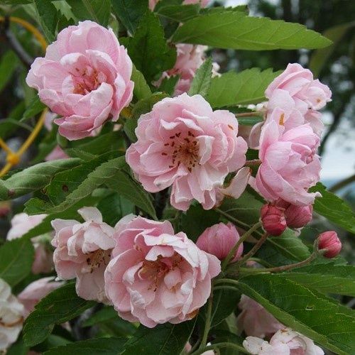 Malus ioensis Plena, Bechtel Crabapple - Pb12