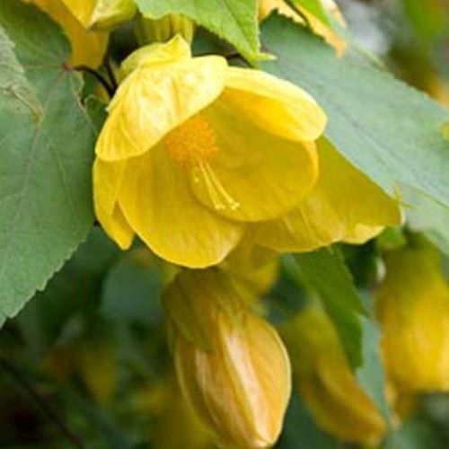Abutilon Lucky Lantern Yellow - 2Ltr/Pb6.5