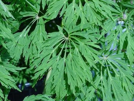 Acer Green Cascade - Pb28