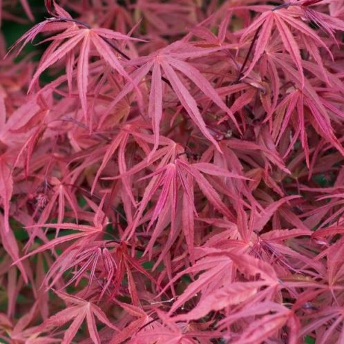 Acer Red Pygmy - Pb40