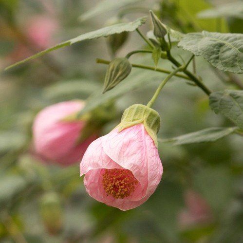 Abutilon Pink - Pb6.5
