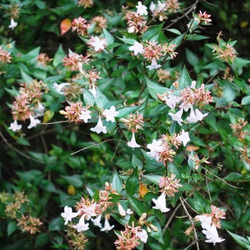 Abelia x grandiflora - Pot