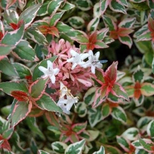 Abelia Snowdrift - Pb6.5