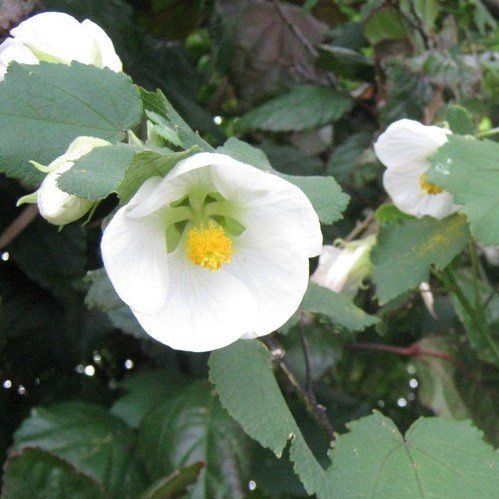 Abutilon White - 2Ltr/Pb6.5