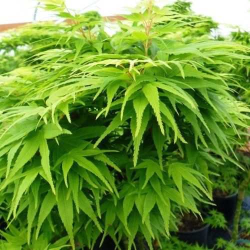 Acer Mikawa Yatsubusa - Pb18