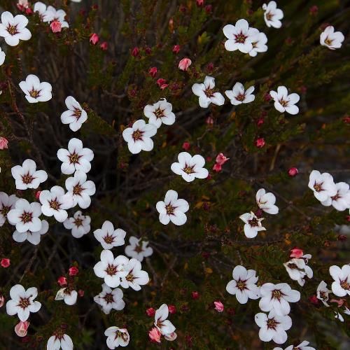 Adenandra uniflora - Pb5