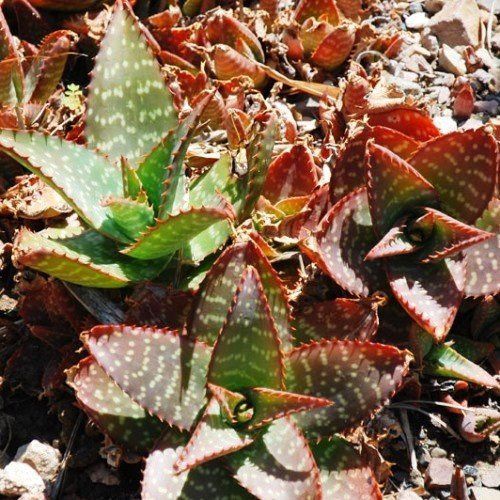 Aloe latifolia - 2Ltr