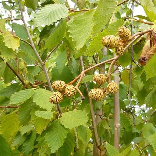 Alnus Aurea, Golden Alder - Pb6.5